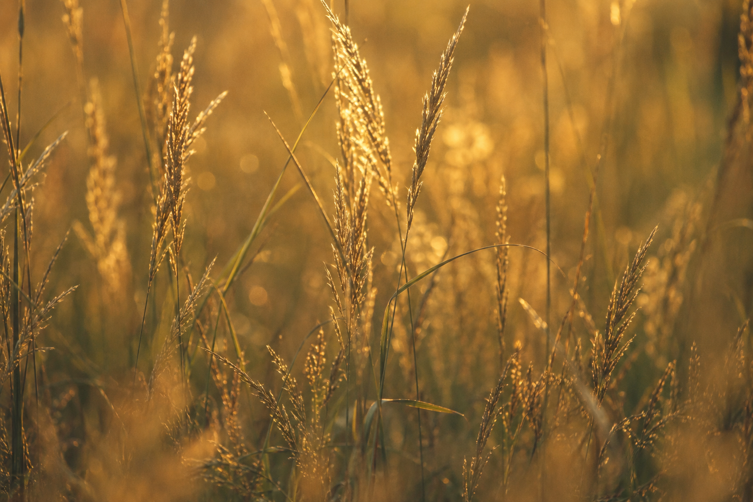 Golden grass field caught in late afternoon backlight, individual blades illuminated from within, warm gold and sage tones, shallow depth of field, film grain, cinematic stillness.
